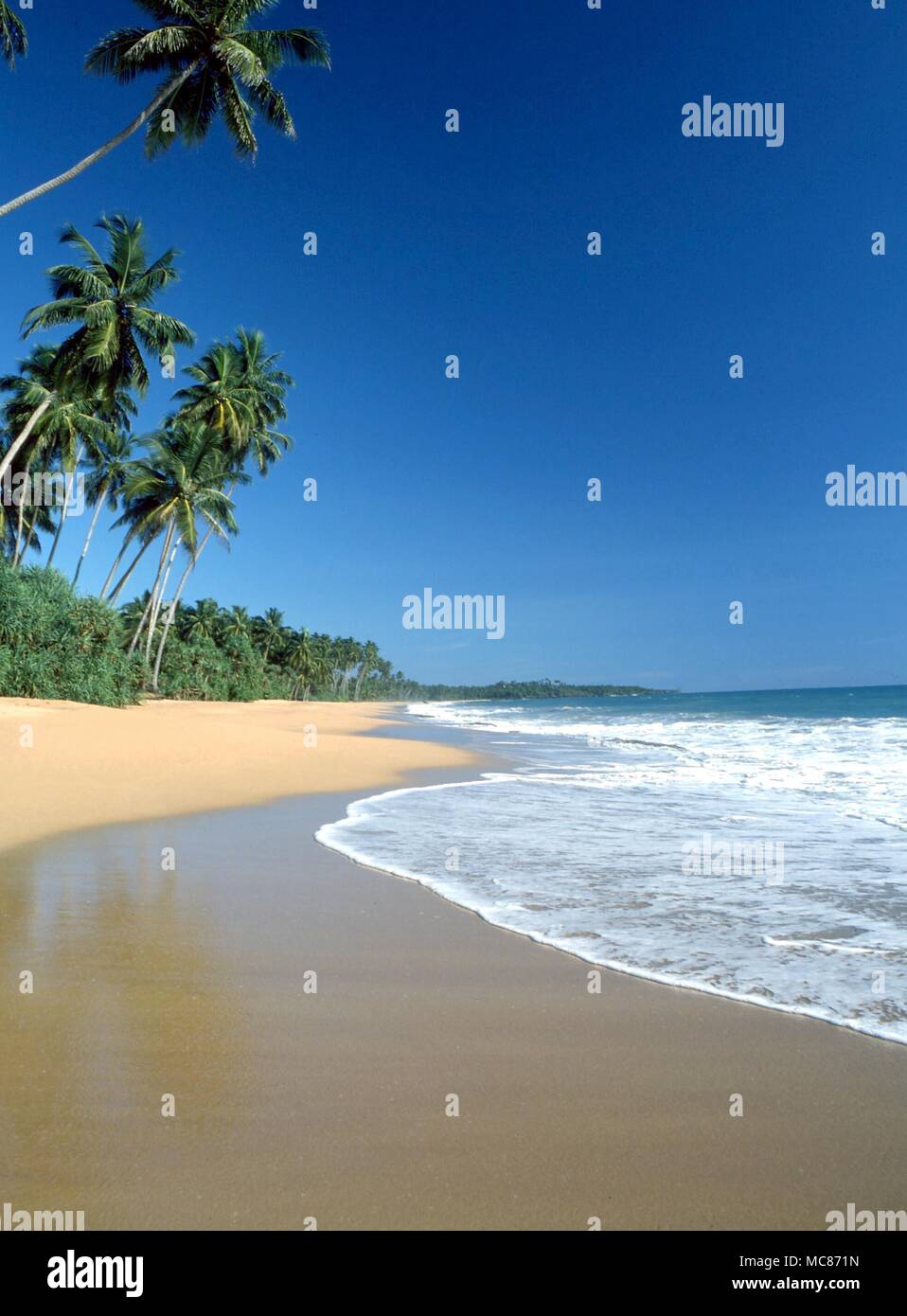 TROPICAL ISLANDS Palm fringed beach at Weligma Stock Photo