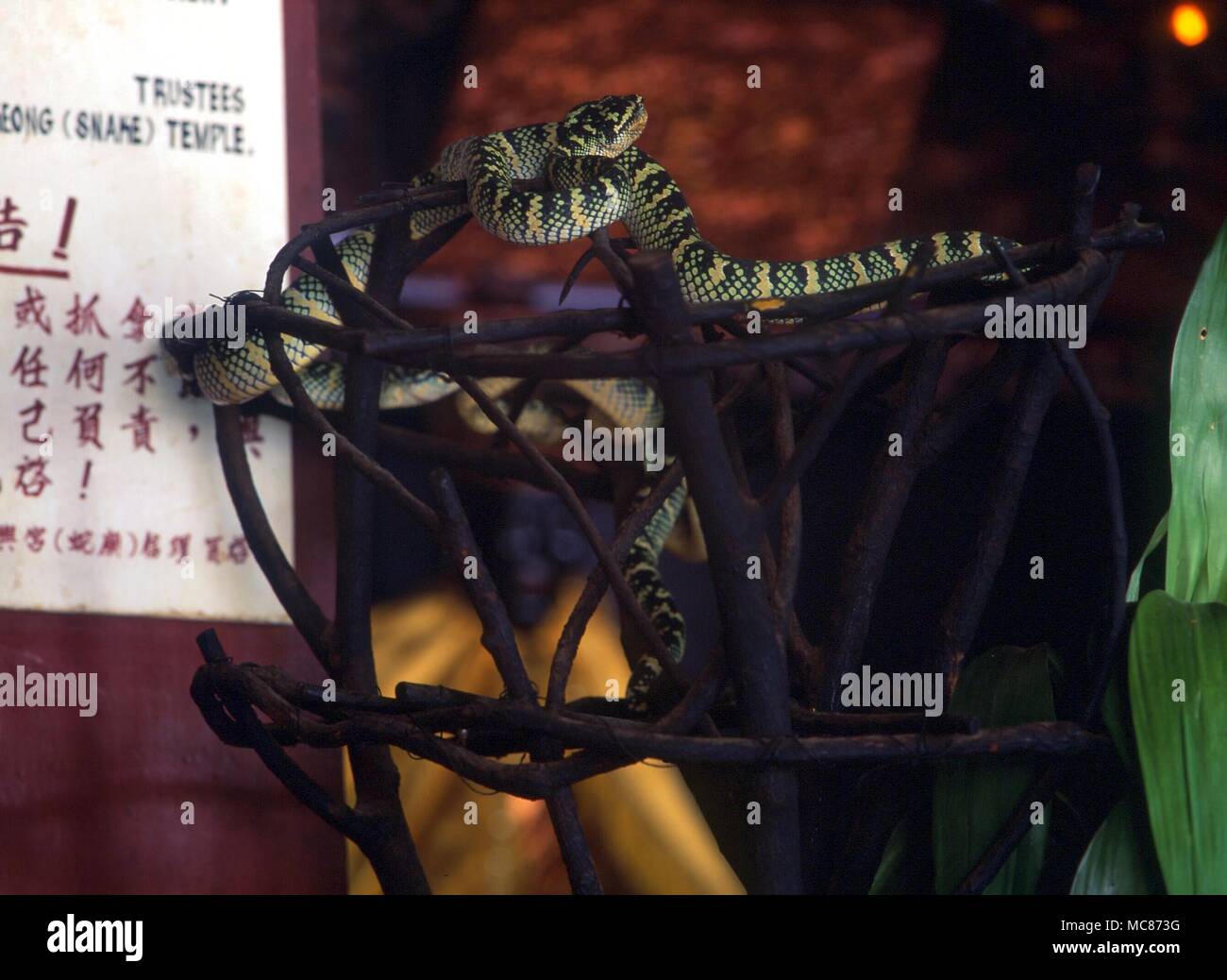 ANIMALS - snakes and snake charmers snakes draped around the altar, in the Temple of Snakes, Penang Stock Photo