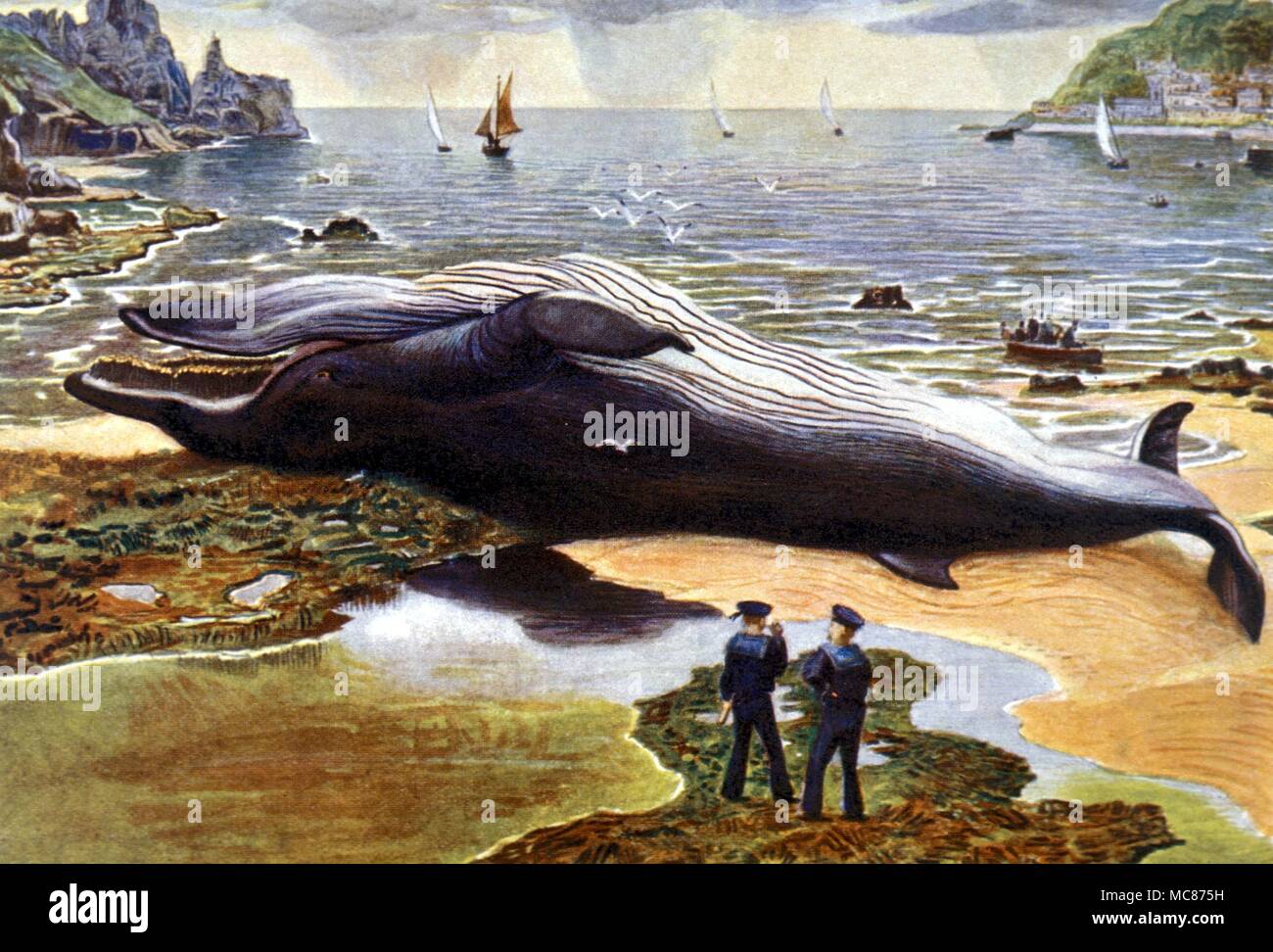 MONSTERS Rorqual whale, beached. Painted by Harry Johnston, from 'British Mammals', 1903 Stock Photo