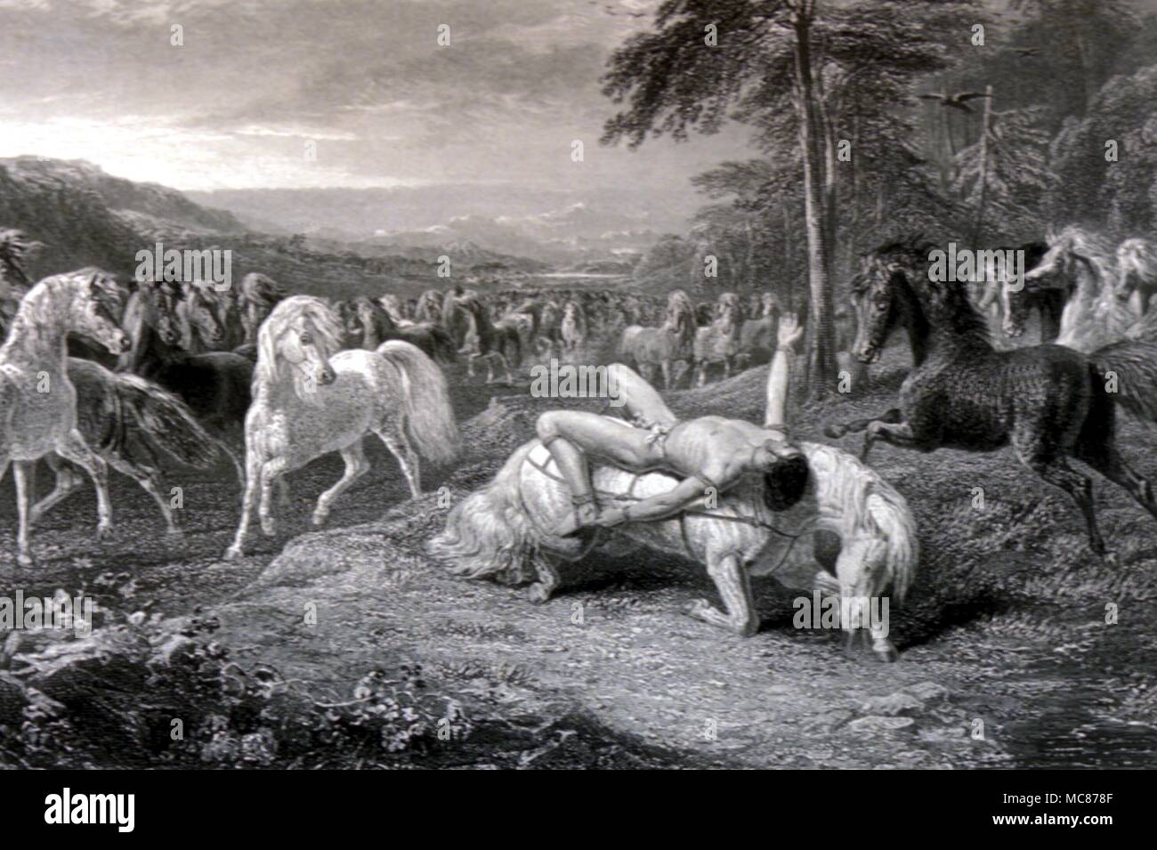 HISTORY The Polish nobleman, Mazeppa, bound naked on the back of a wild horse in the Ukraine. Mazeppa, thus punished for an affair, was rescued by peasants. Illustration to the poem by Byron (1819). Stock Photo