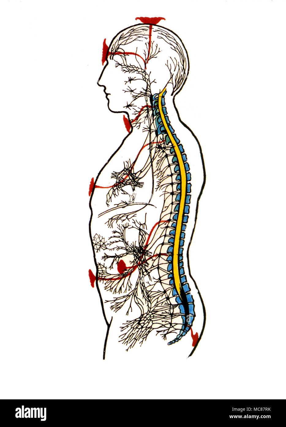 Chakras Late 19th century diagram derived from Theosophical Sources after the work of Leadbeater describing the relation between the seven chakras and the spinal cord Stock Photo