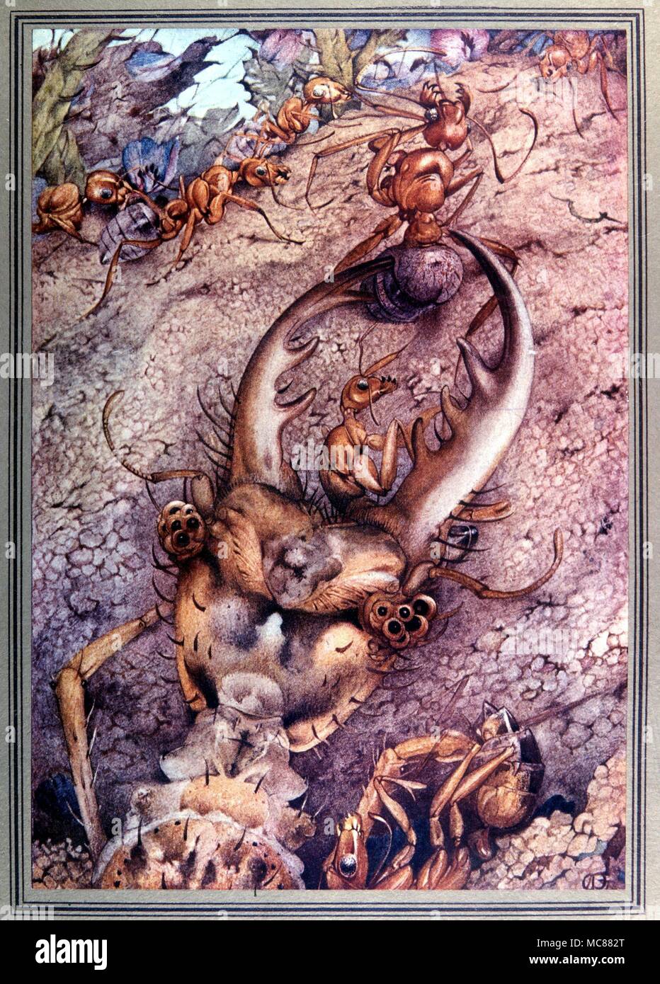 Animals - ant-lion - 'The Antlion' - four colour process print by Detmold. Circa 1918. Stock Photo