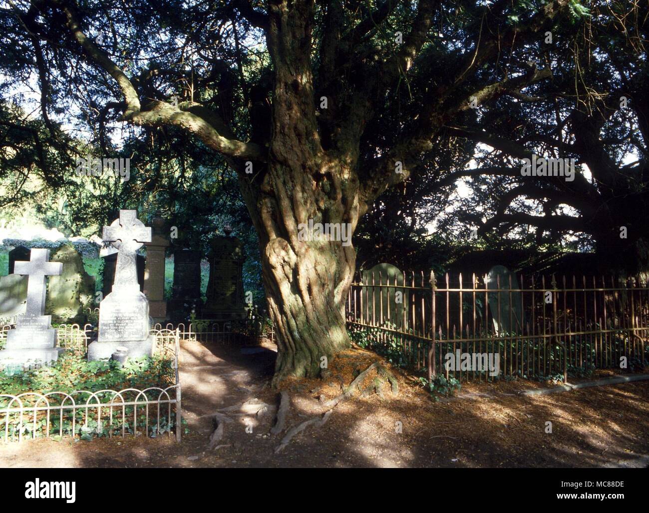 BRITISH MYTHOLOGY The bleeding yew tree in the churchyard at Nevern. The 'blood' is actually a red resin Stock Photo