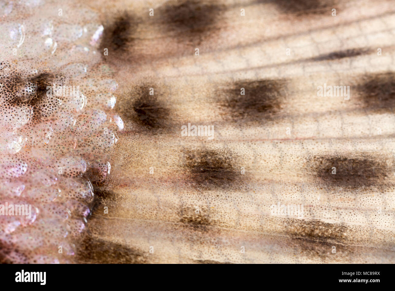 A close-up of the scales where they join the caudal, or tail, fin on a rainbow trout that was caught in the UK fly fishing. Fish fins are formed from  Stock Photo