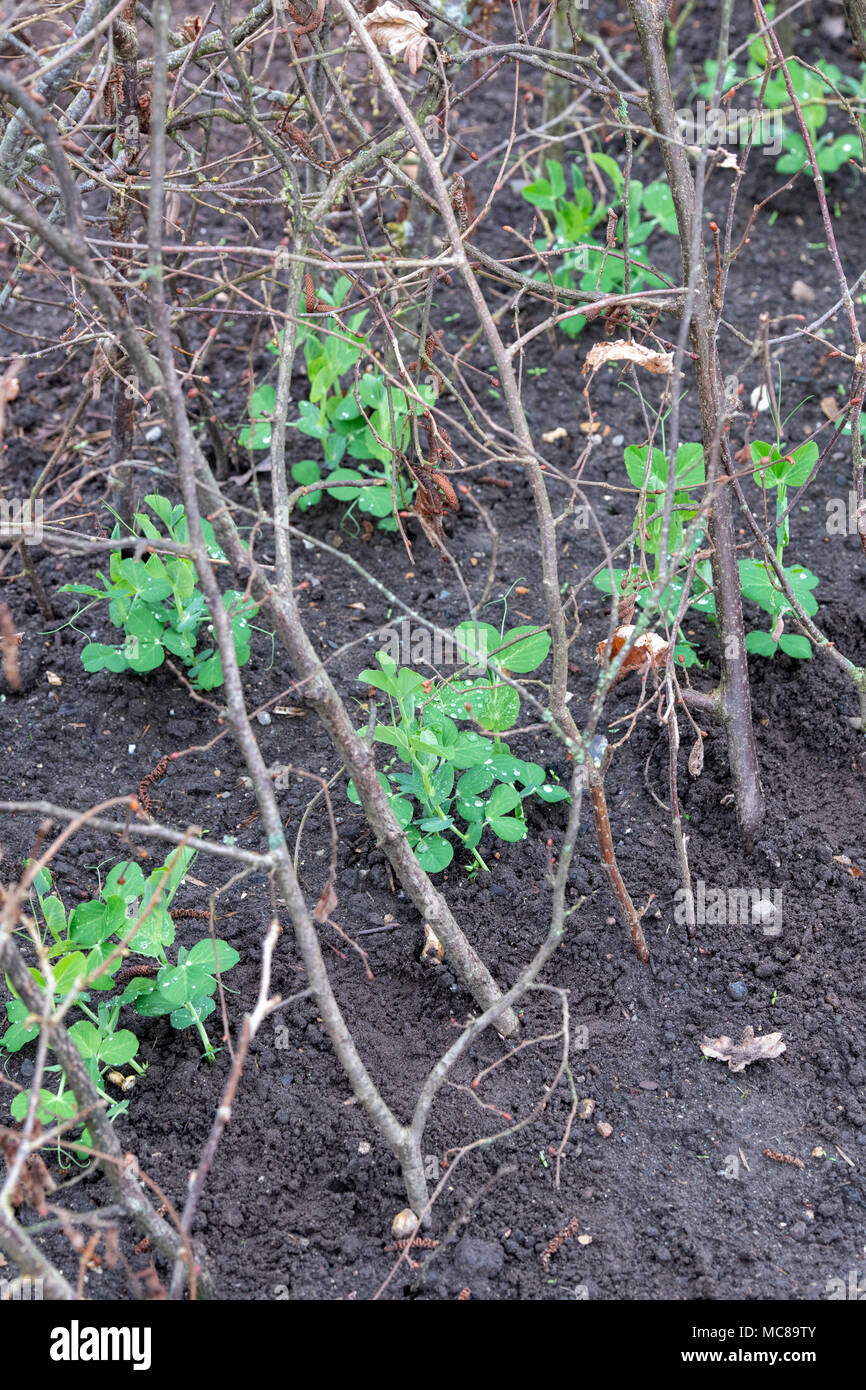 Lathyrus odoratus ‘Kelvedon wonder'. Sweet pea 'Kelvedon wonder’ growing amongst cut hazel tree branch supports / hazel stakes in a vegetable garden. Stock Photo