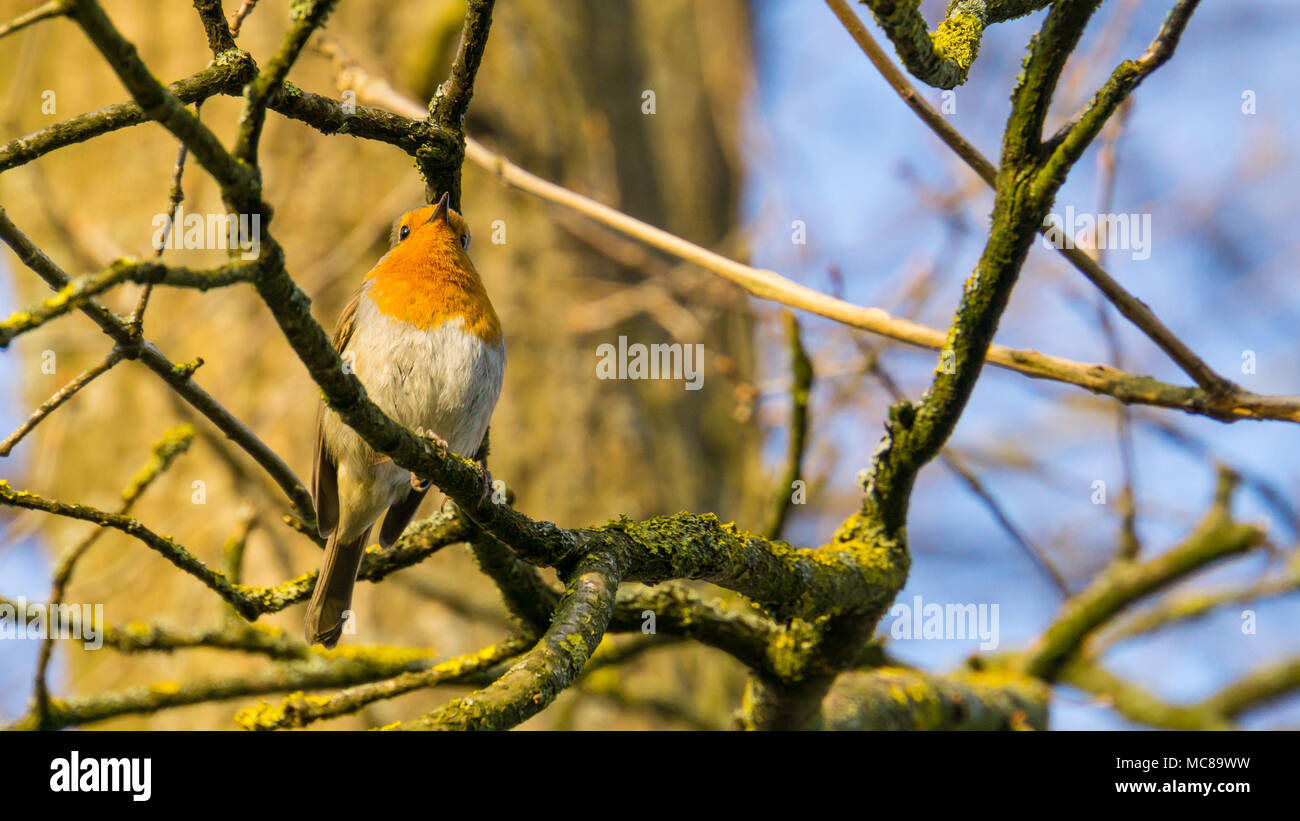 Germany, Frontal view close up of a beautiful european robin bird sitting on a branch Stock Photo