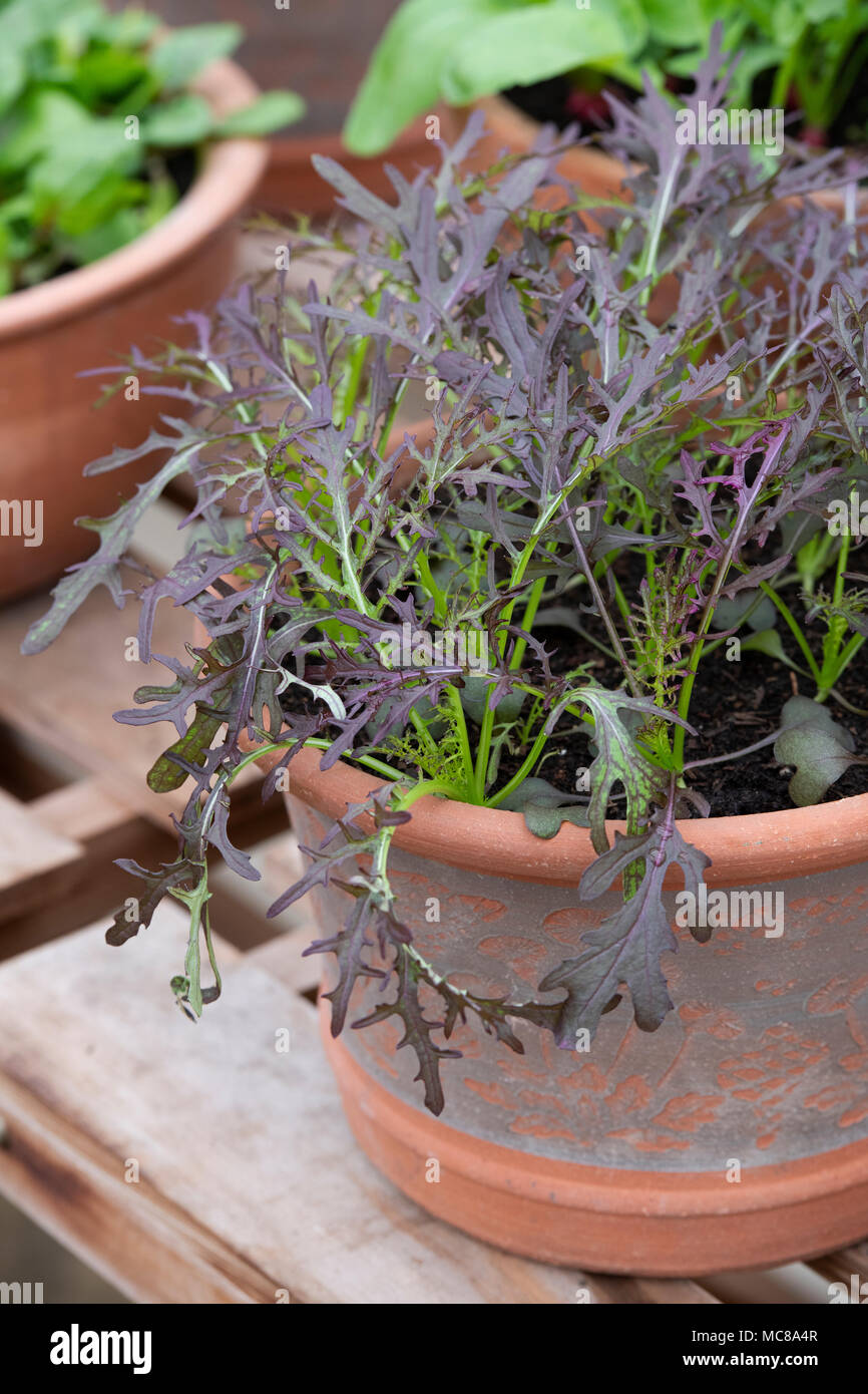 Mustard plant pot hires stock photography and images Alamy
