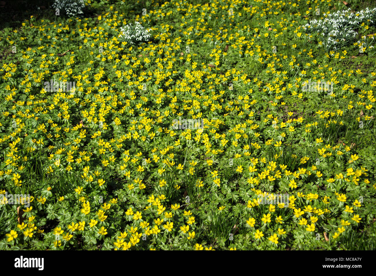 Field of yellow flowers hi-res stock photography and images - Alamy