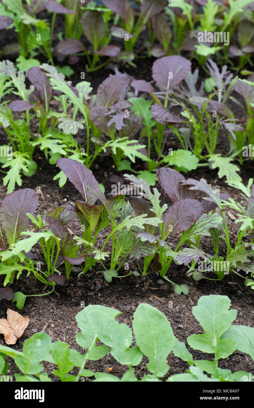 Mixed salad leaves and  Garnet Giant / oriental mustard leaves  growing inside a greenhouse. UK Stock Photo