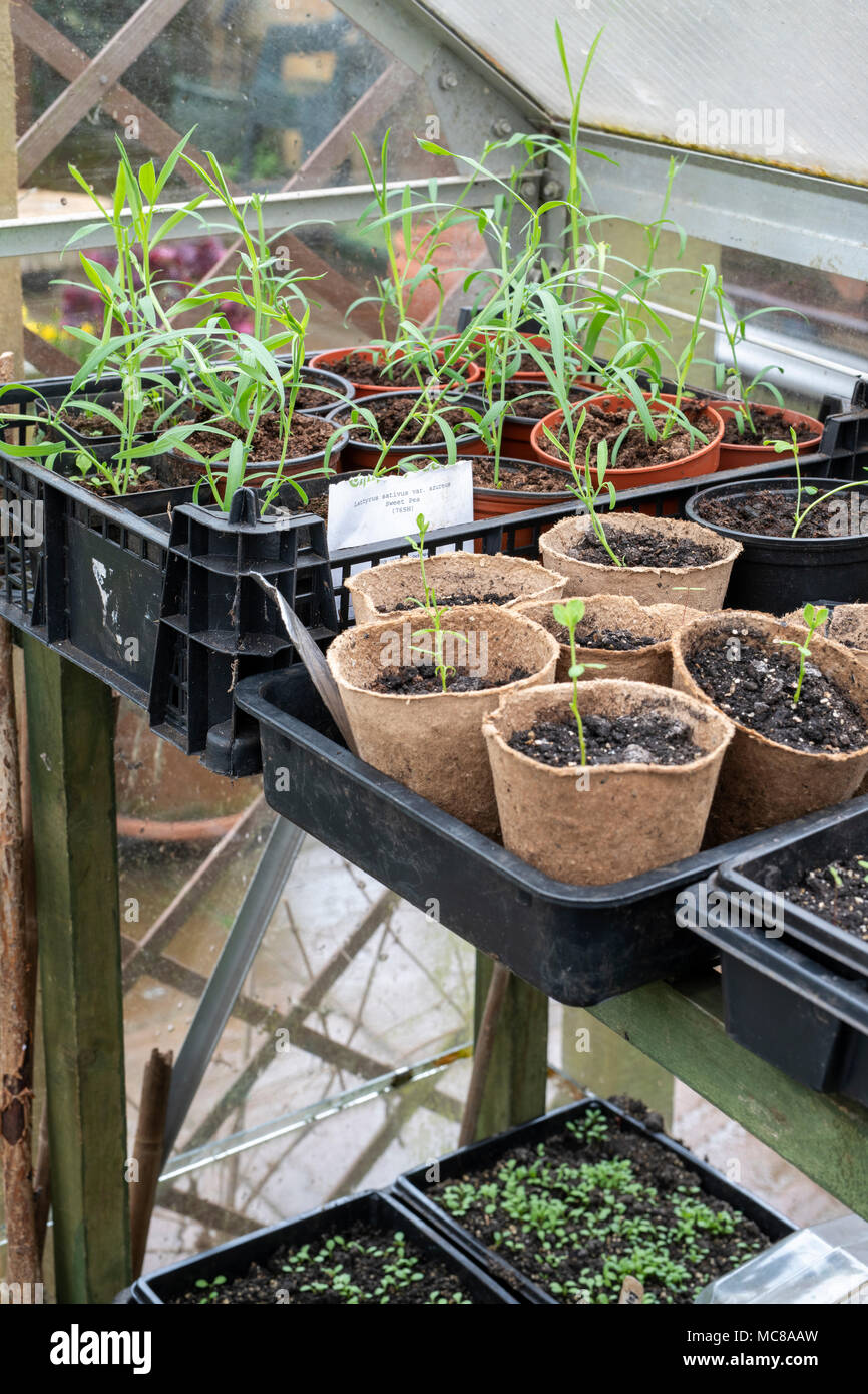 Lathyrus sativus var. ‘Azureus’. Sweet pea seedlings in plants pots inside a greenhouse Stock Photo