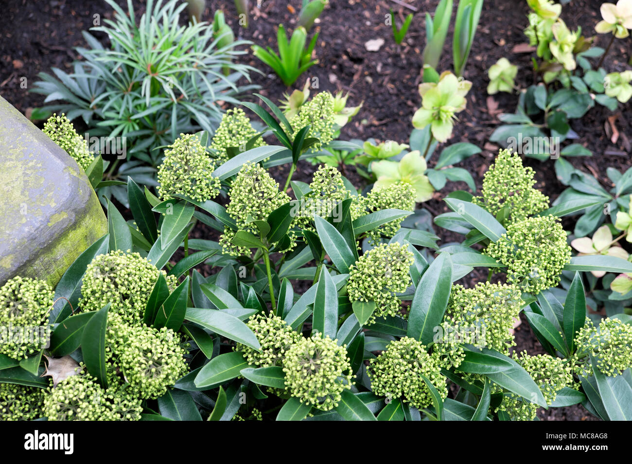 Skimmia x confusa 'Kew Green'  fragrant shrub growing with hellebore in winter a garden whose flowers will bloom in spring London UK  KATHY DEWITT Stock Photo