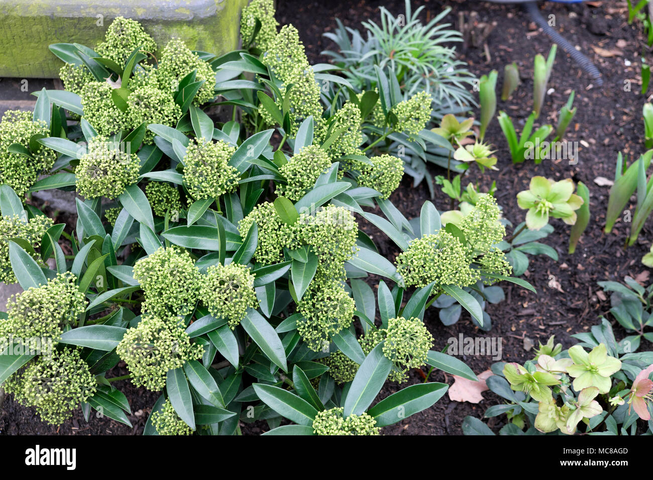 Skimmia x confusa 'Kew Green'  fragrant shrub with closed buds growing in winter a garden whose flowers will bloom in spring London UK  KATHY DEWITT Stock Photo