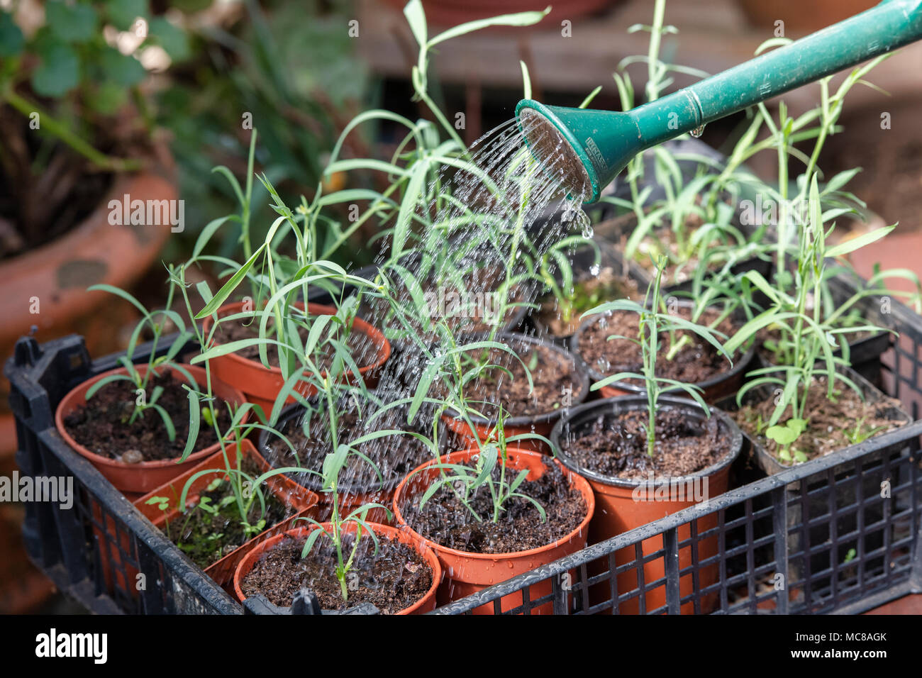 Lathyrus sativus var. ‘Azureus’. Watering sweet pea seedlings from a small watering can Stock Photo