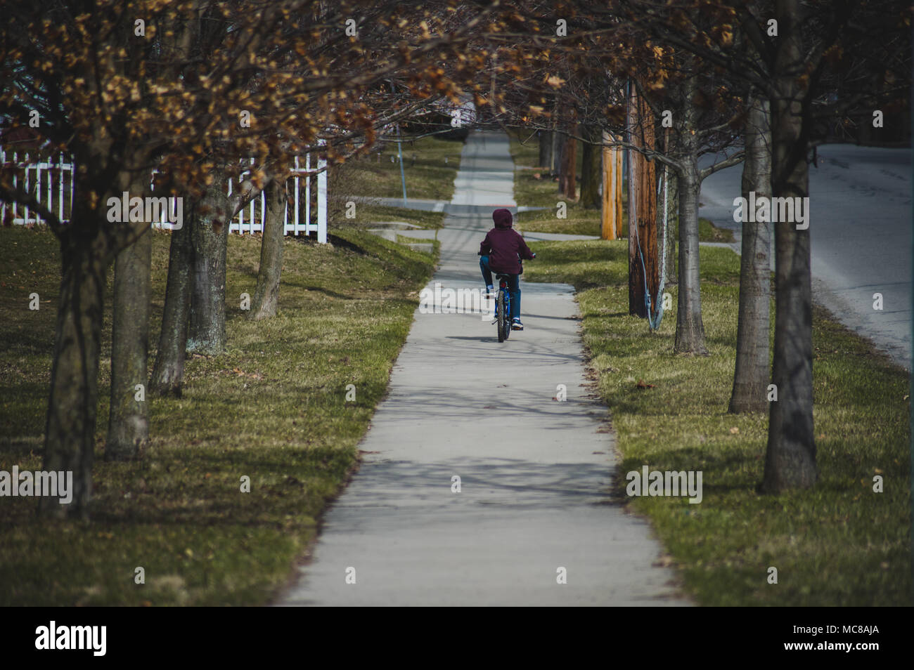 A child rides a bike on a sidewalk through a tunnel of trees during the Springtime. Stock Photo