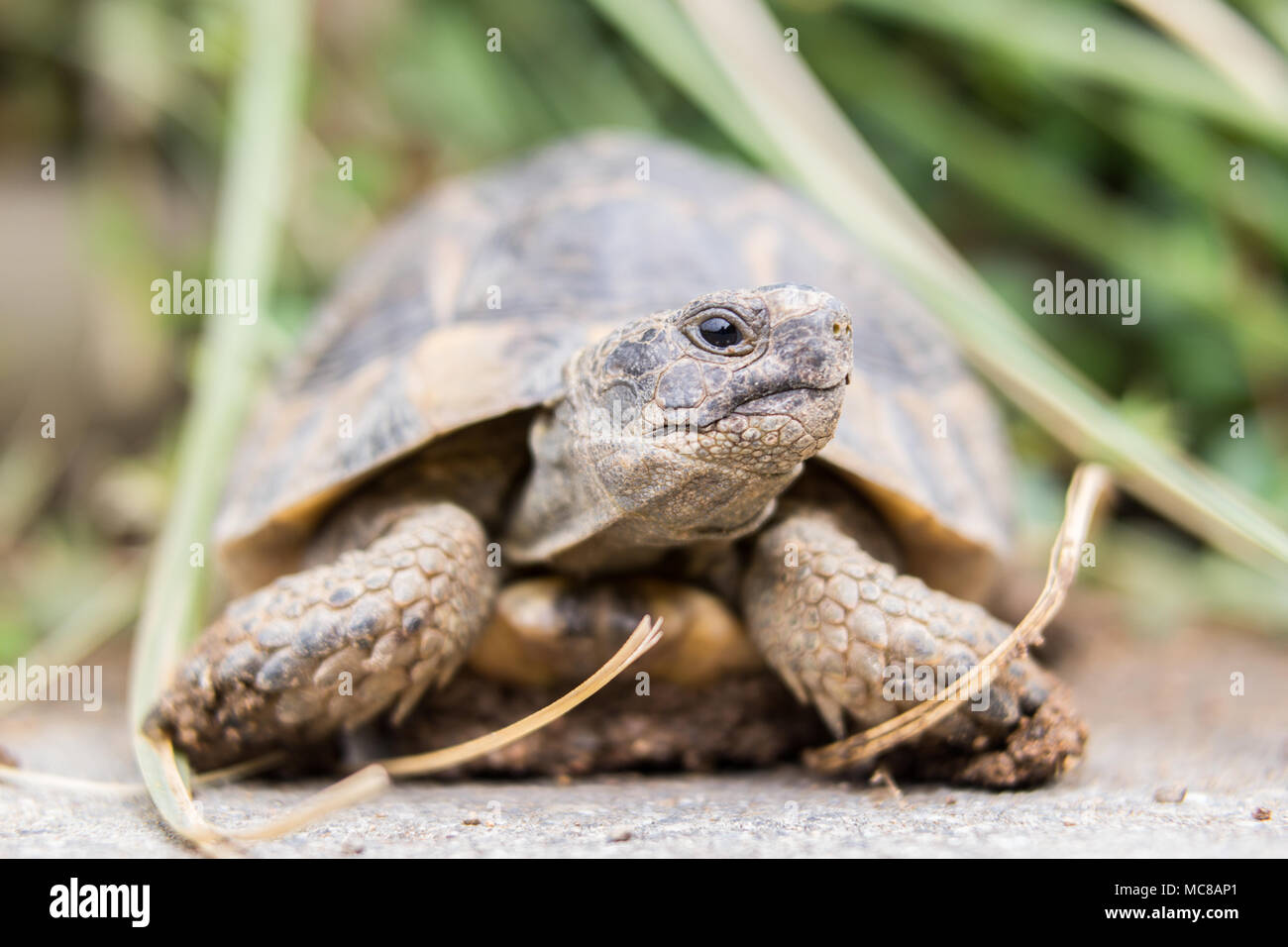 Snapping turtle texture hi-res stock photography and images - Alamy