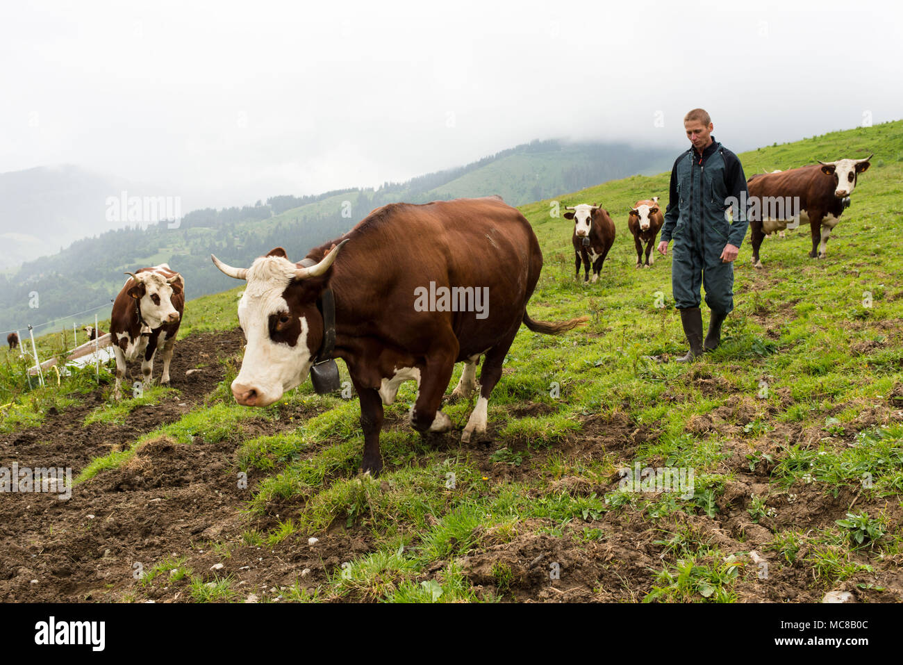 Manigot (French Alps, eastern France). Nicolas Josserand, farmer in the mountains, in the middle of his Abondance cattle in the high mountain pasture  Stock Photo
