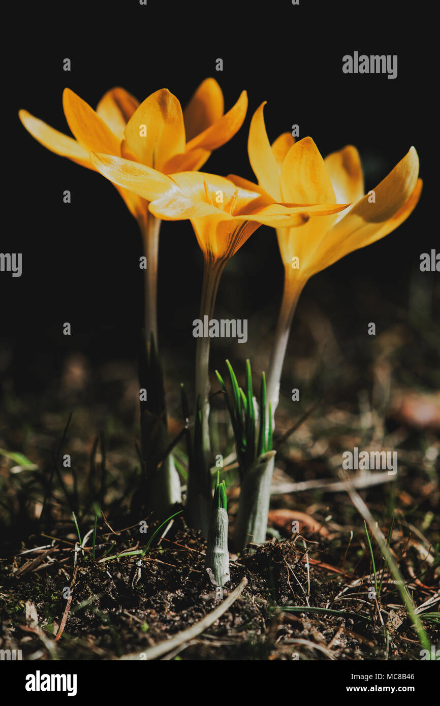 Three spring crocuses with emerging leaves Stock Photo - Alamy