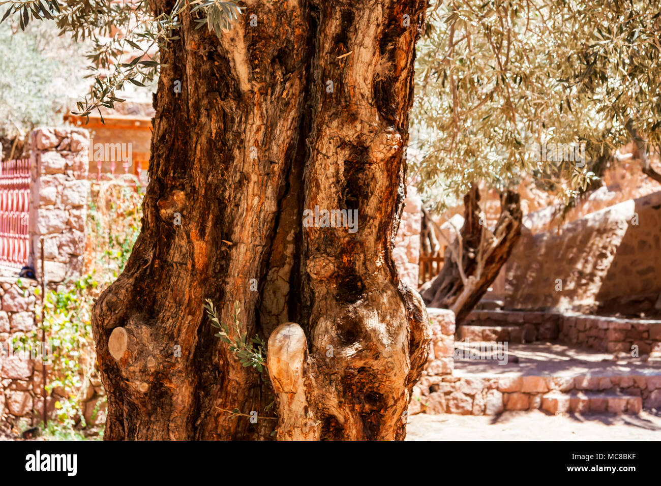 Close up of olive tree growing in Saint Catherine's Monastery in Sinai