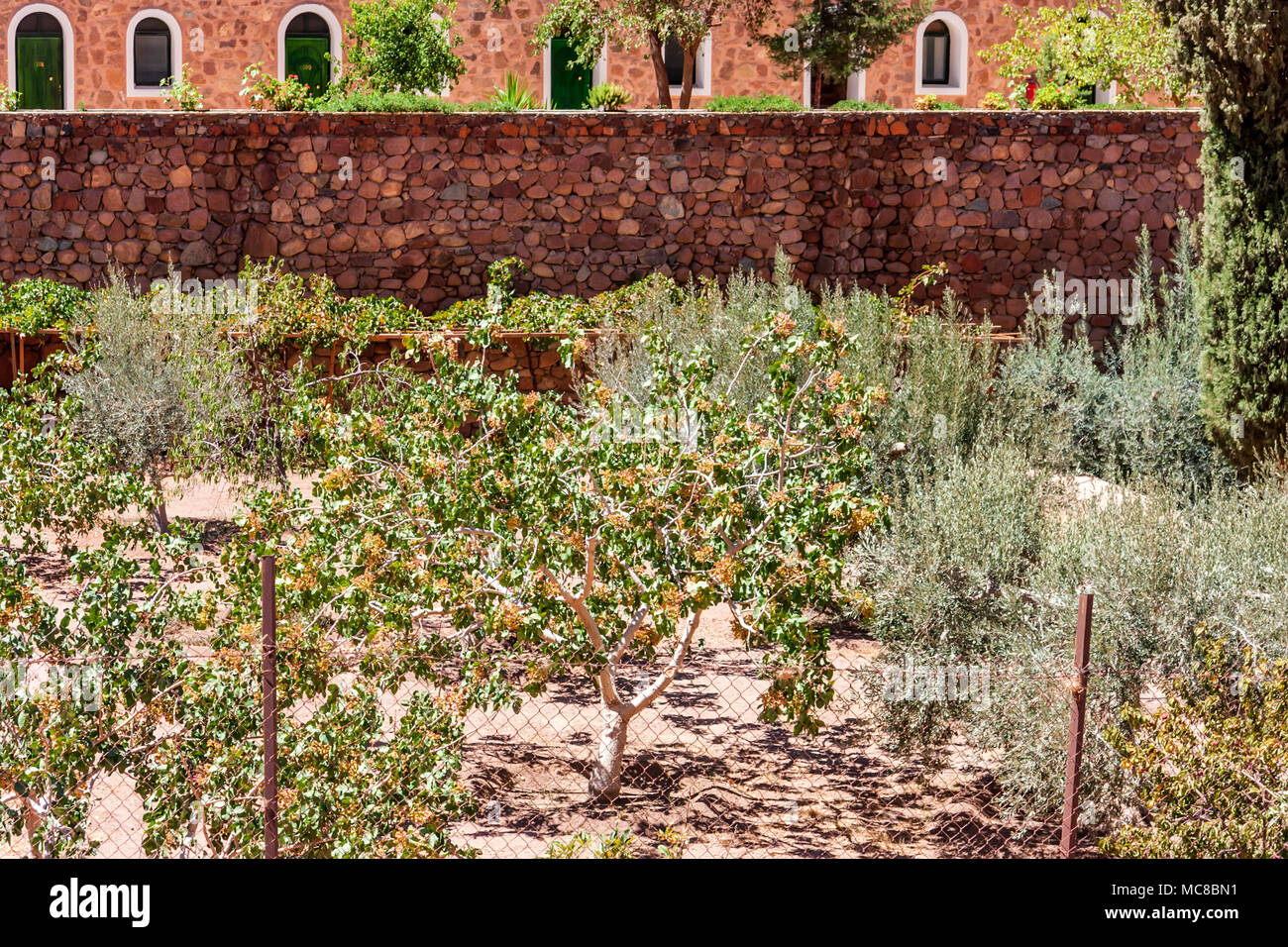 View of olive trees growing in the garden of Saint Catherine's Monastery in South Sinai, Egypt