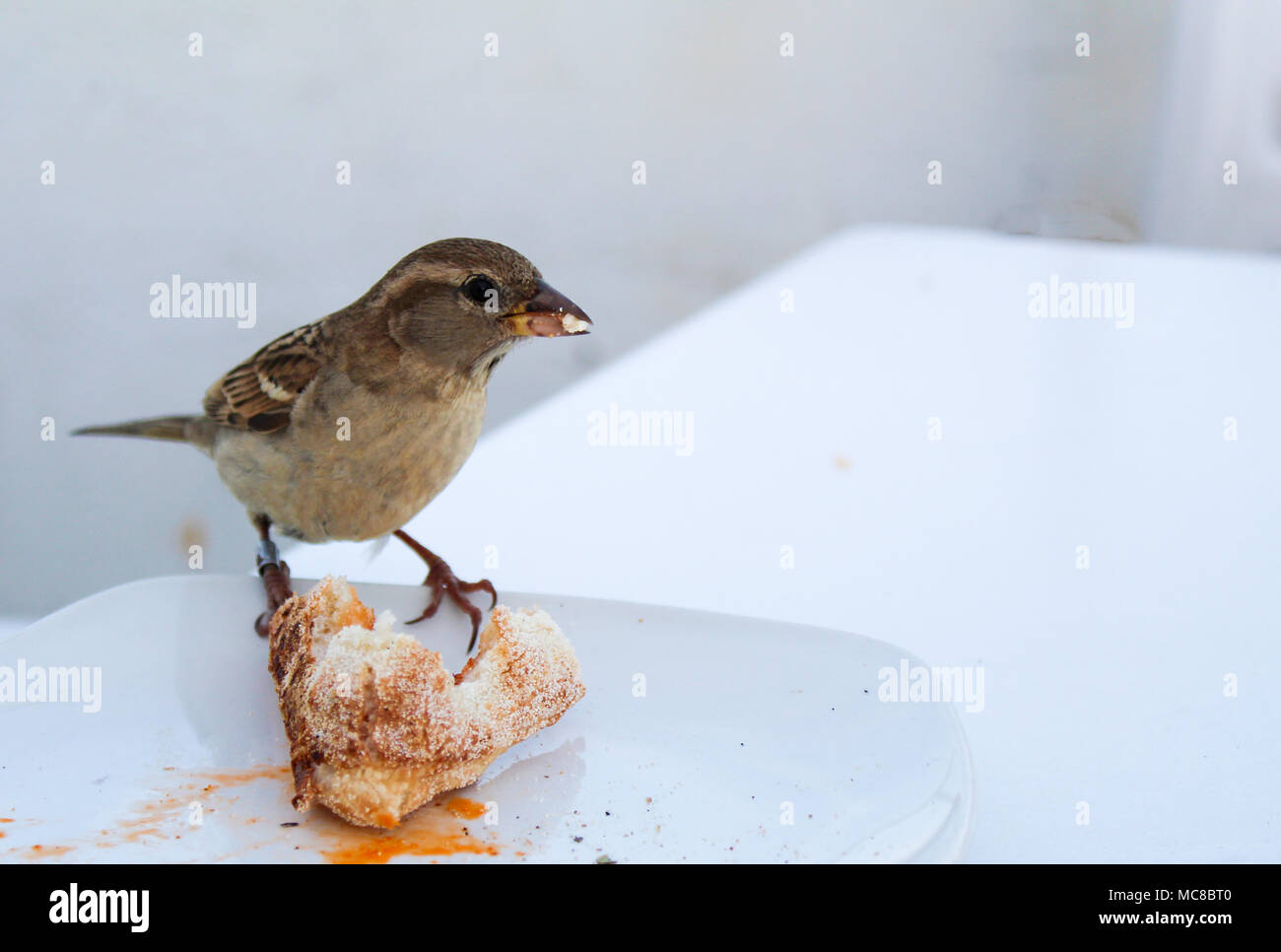 male hungry Sparrow stealing pizza from the plate Stock Photo