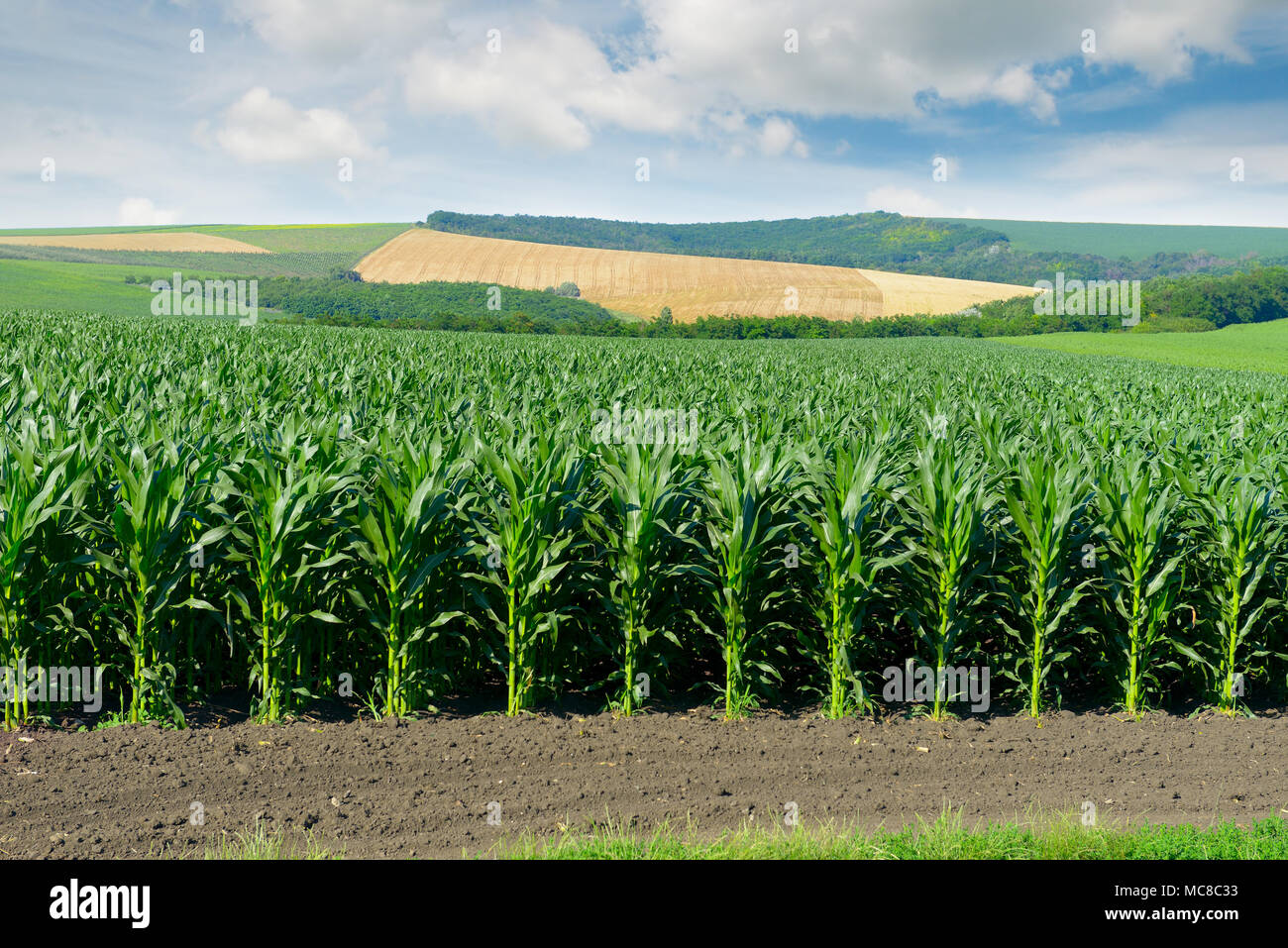 Corn field in the picturesque hills and white clouds in the sky. Stock Photo