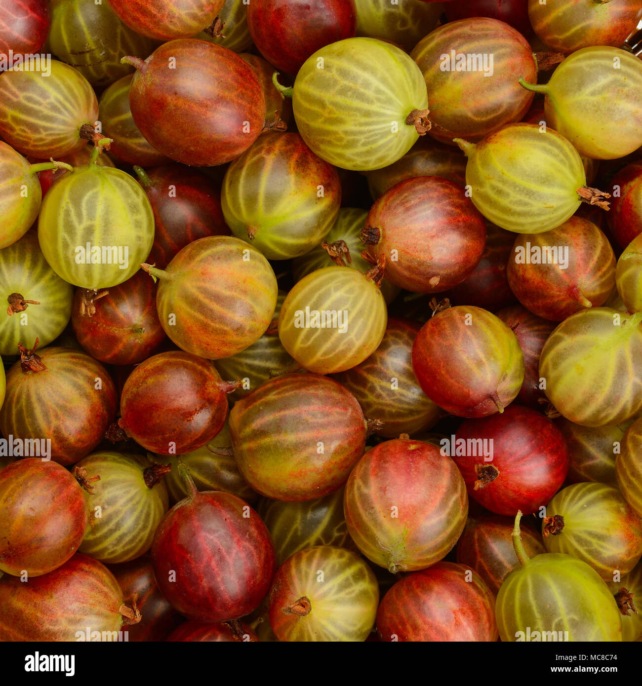 Top view of the red gooseberry fruit. Natural background Stock Photo