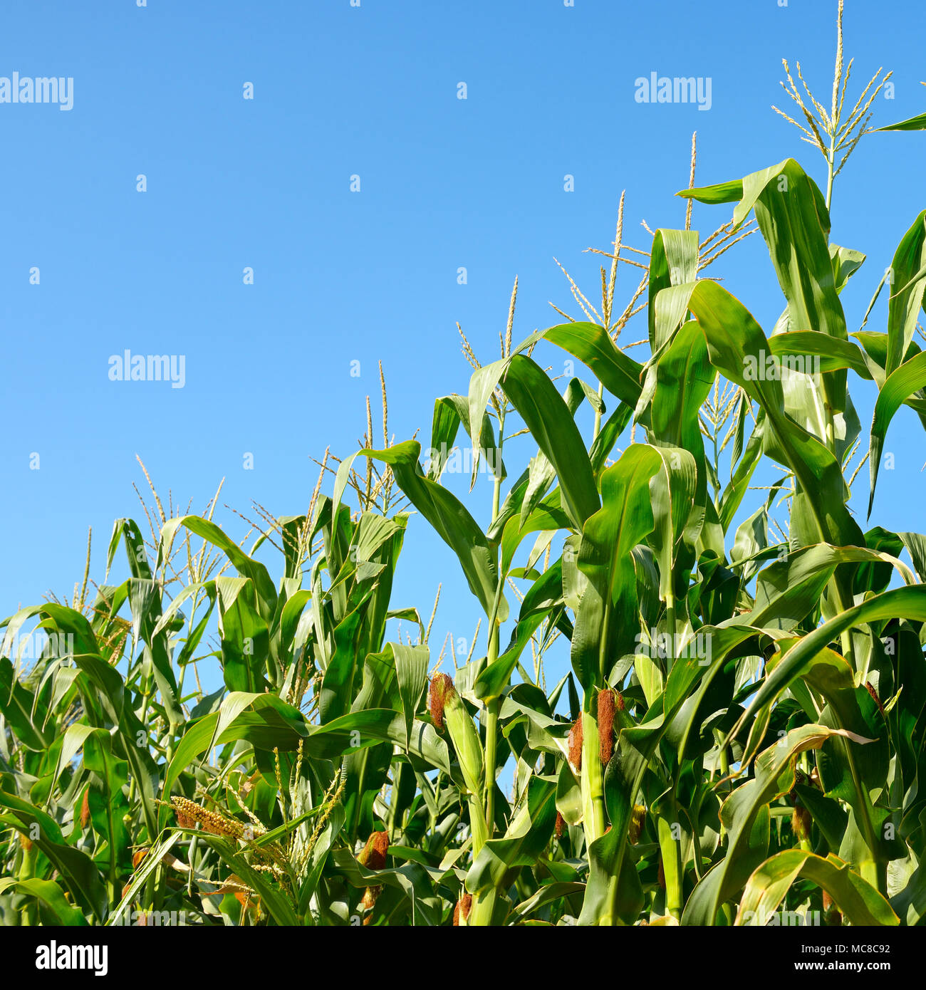 Fresh corn stalks on blue sky background. Cornfield. Stock Photo