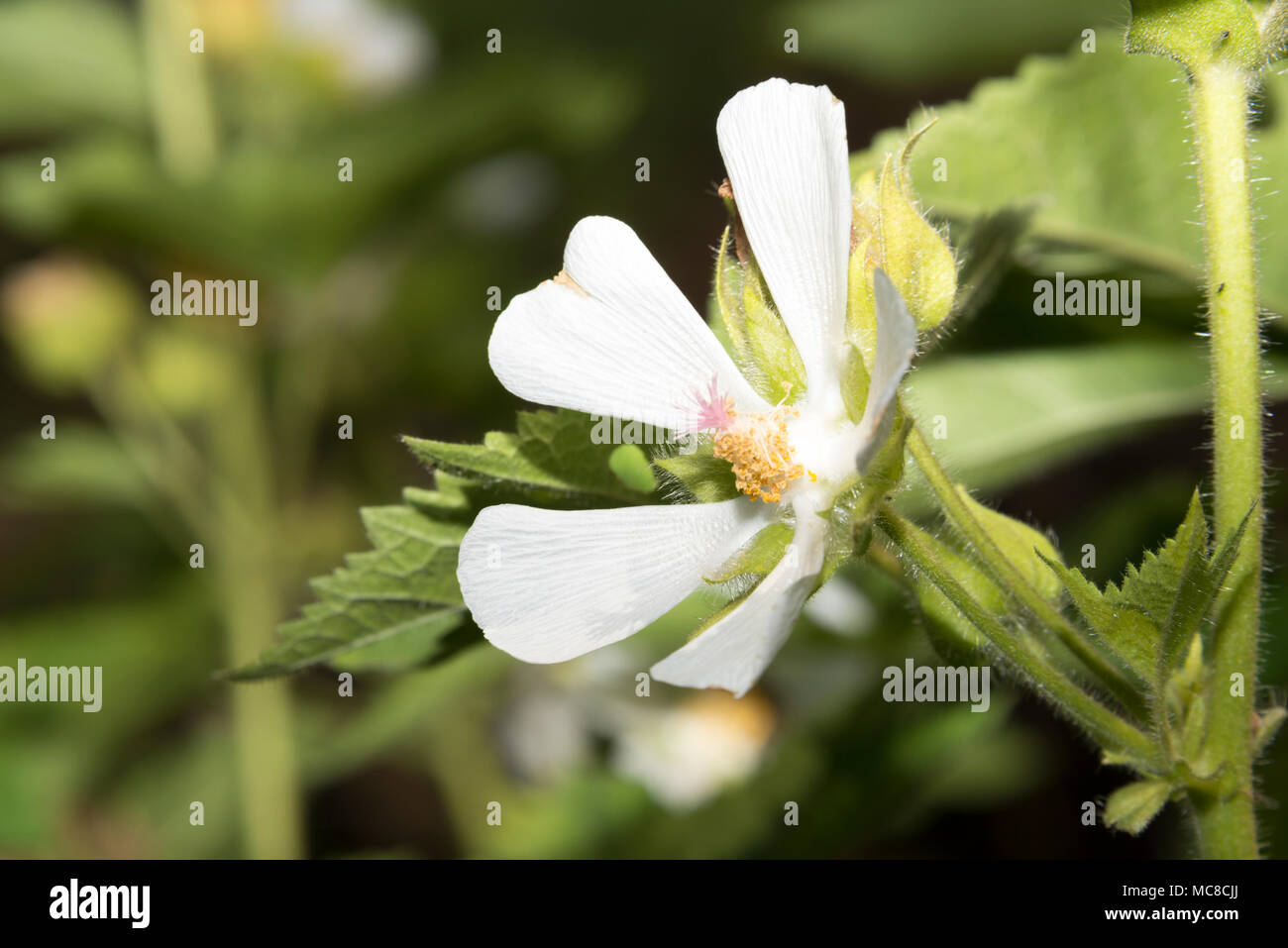 Chalice Flower (Kitaibela vitifolia) Stock Photo