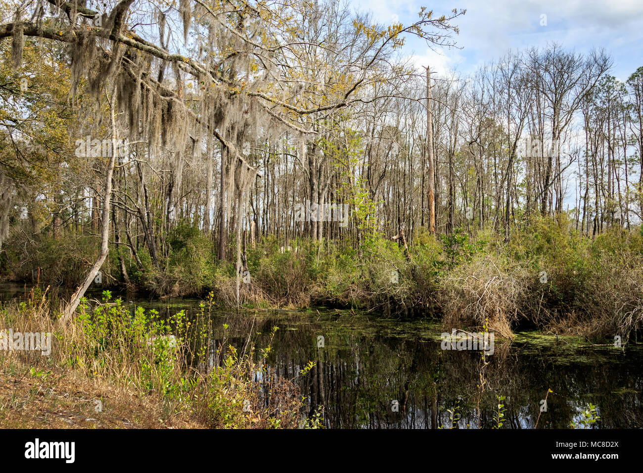 Nature scene trees on hi-res stock photography and images - Alamy