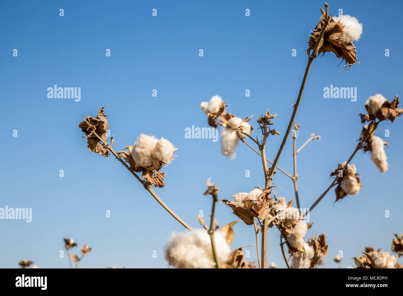 Cellulose fibres hires stock photography and images Alamy