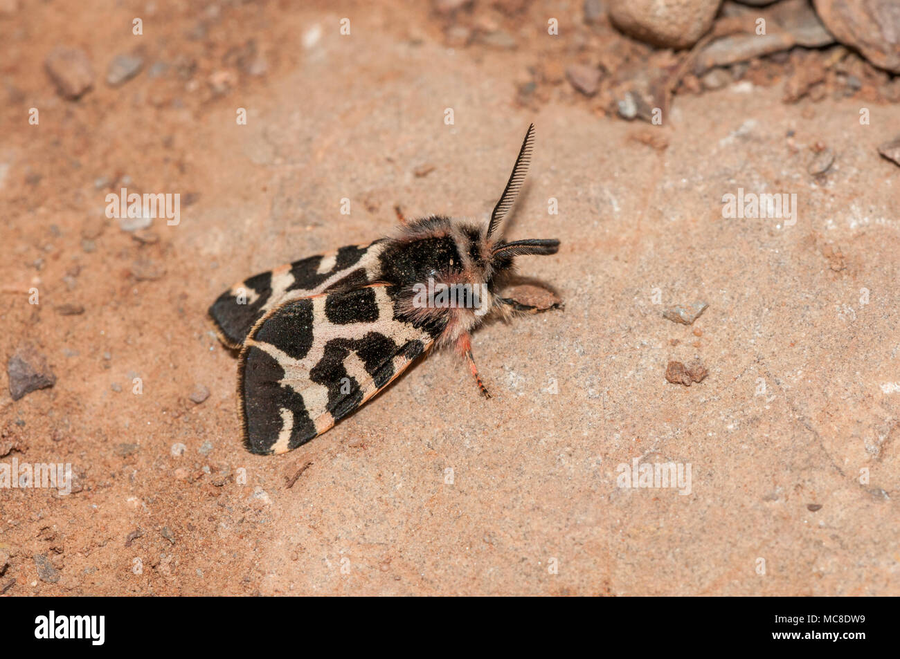 close-up view lepidopteran, wood tiger, Parasemia plantaginis, Matadepera, Catalonia Stock Photo