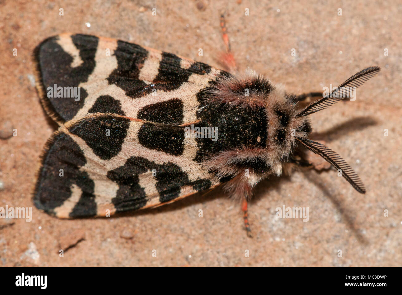 close-up view lepidopteran, wood tiger, Parasemia plantaginis, Matadepera, Catalonia Stock Photo