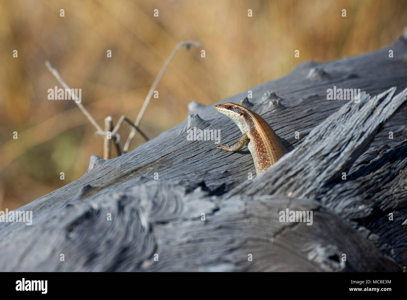 AFRICAN STRIPED SKINK (TRACHYLEPIS STRIATA) RESTING ON LOG, ZAMBIA Stock Photo