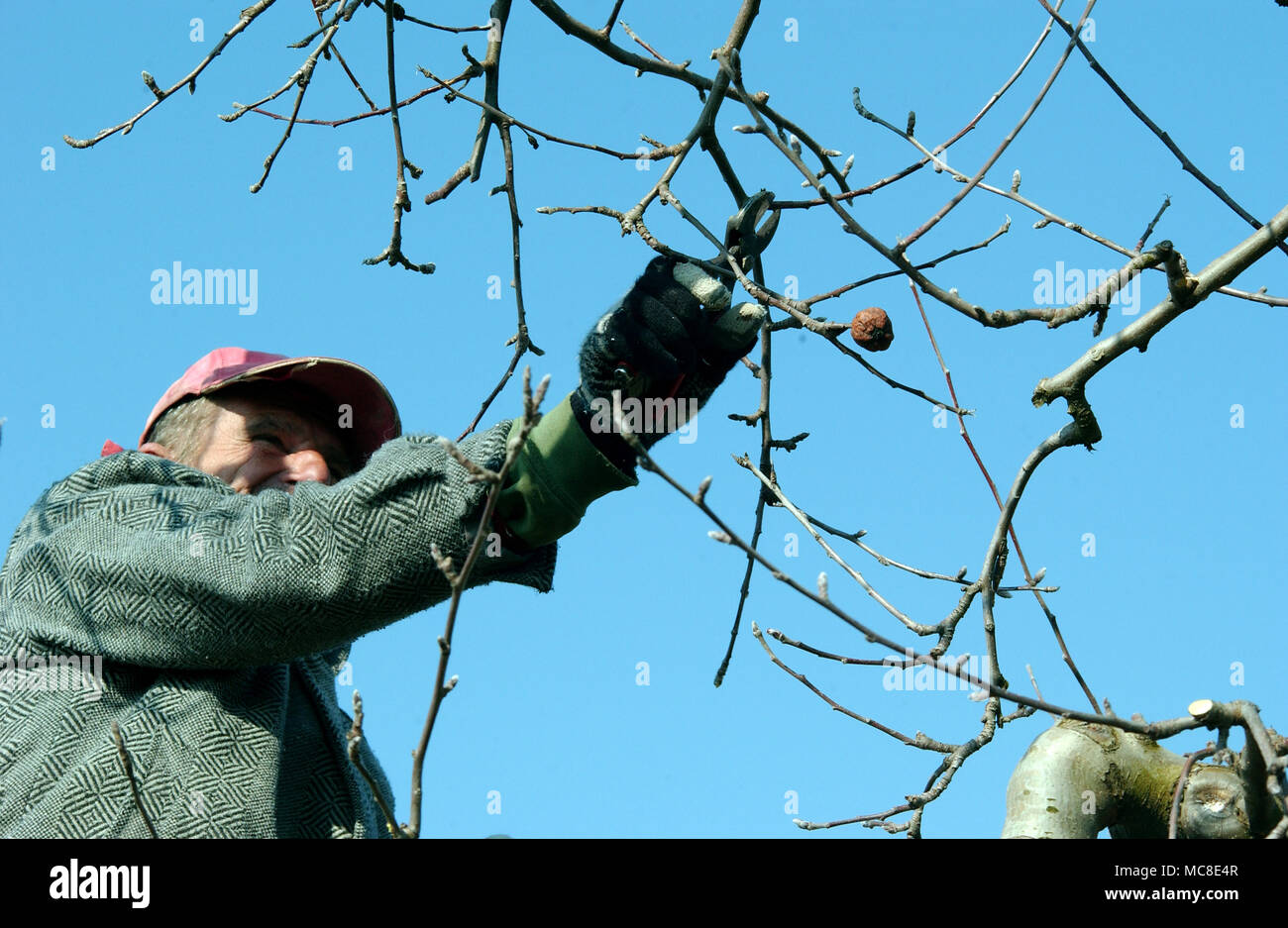 Pruning apple tree Stock Photo Alamy