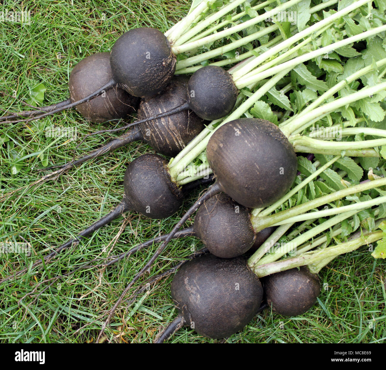 Black radish fully reaches maturity in October Stock Photo Alamy