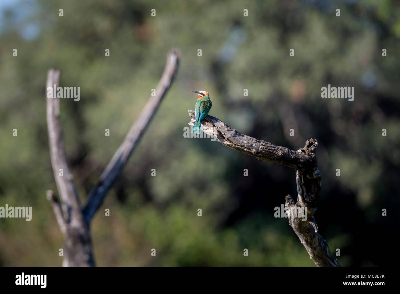 WHITE-FRONTED BEE-EATER (MEROPS BULLOCKOIDES) PERCHED ON A BRANCH, ZAMBIA Stock Photo