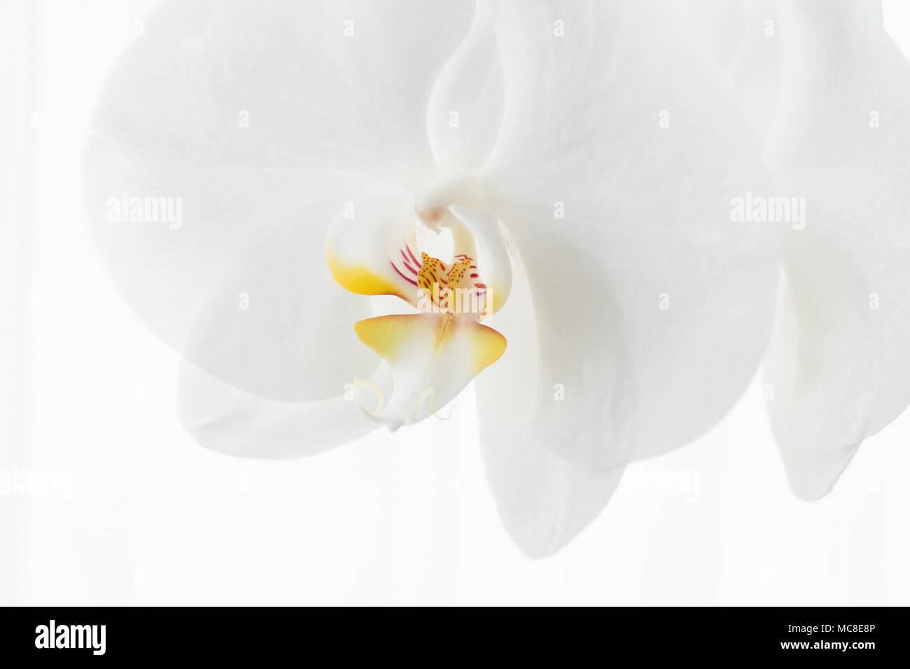 Exotic Orchid on your windowsill Exotic Orchid on your windowsill