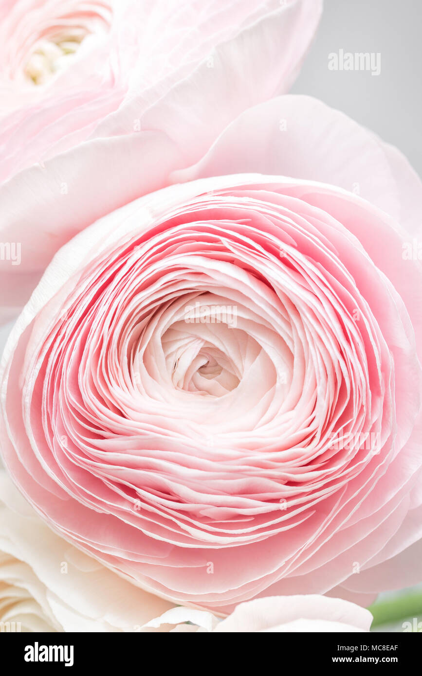 Pink persian buttercup. Bunch pale pink ranunculus flowers light