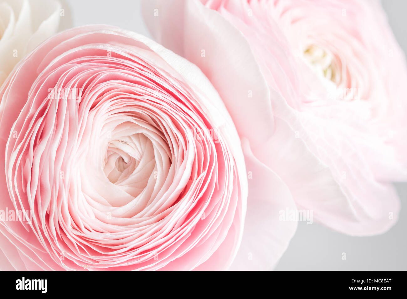 Persian buttercup. Bunch pale pink ranunculus flowers light background