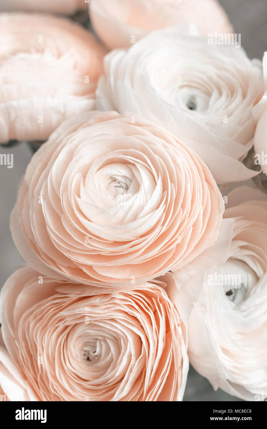 Pink persian buttercup. Bunch pale pink ranunculus flowers light