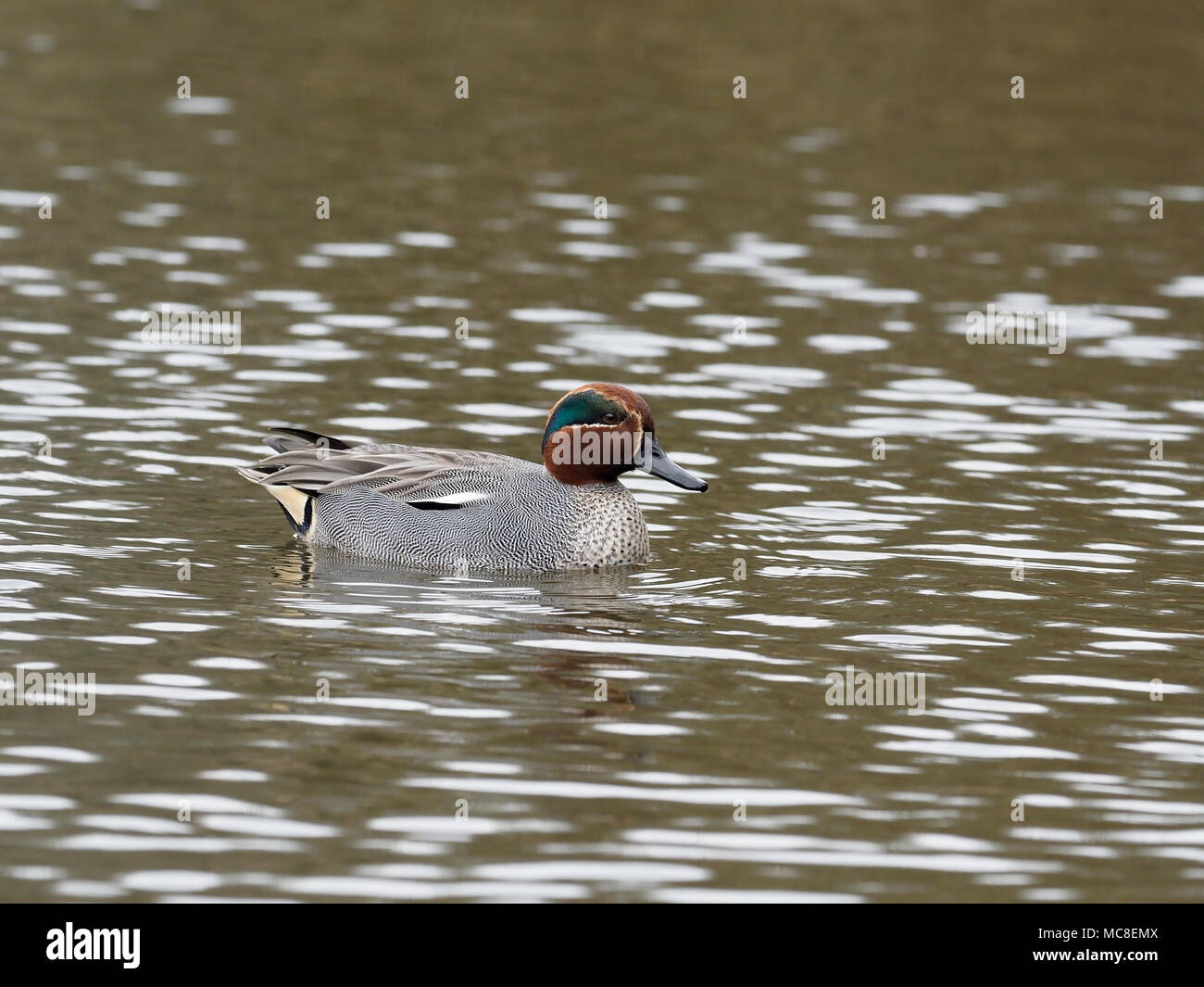 Teal, Anas crecca, single male on water, Gloucestershire, March 2018 Stock Photo