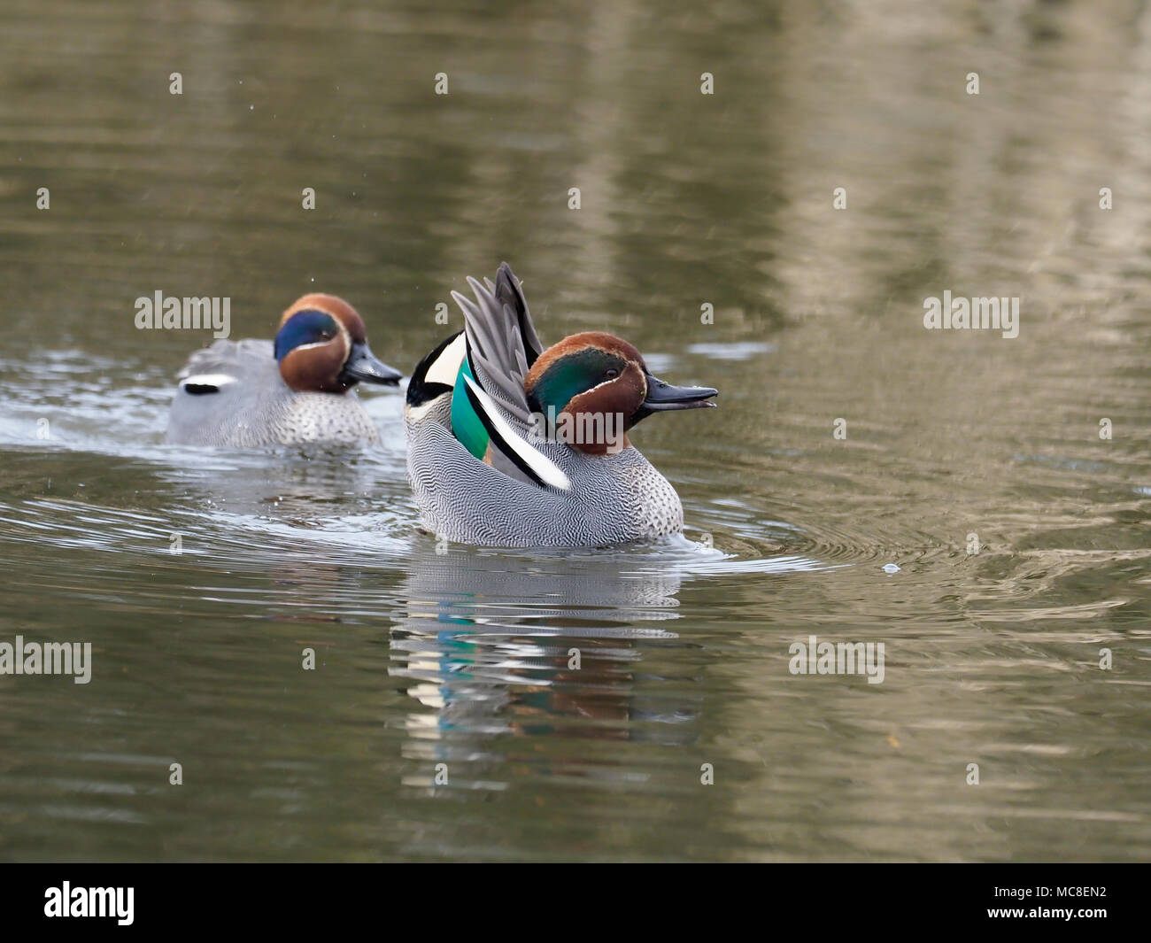 Teal, Anas crecca, two males displaying, Gloucestershire, March 2018 Stock Photo