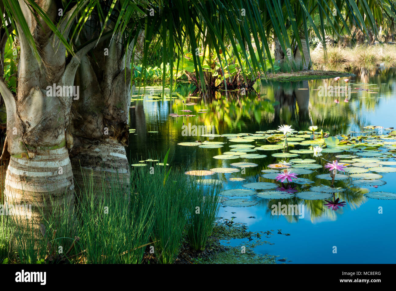 Nymphaeaceae - water lilies in pond at Naples Botanical Gardens, Naples, Florida, USA Stock Photo