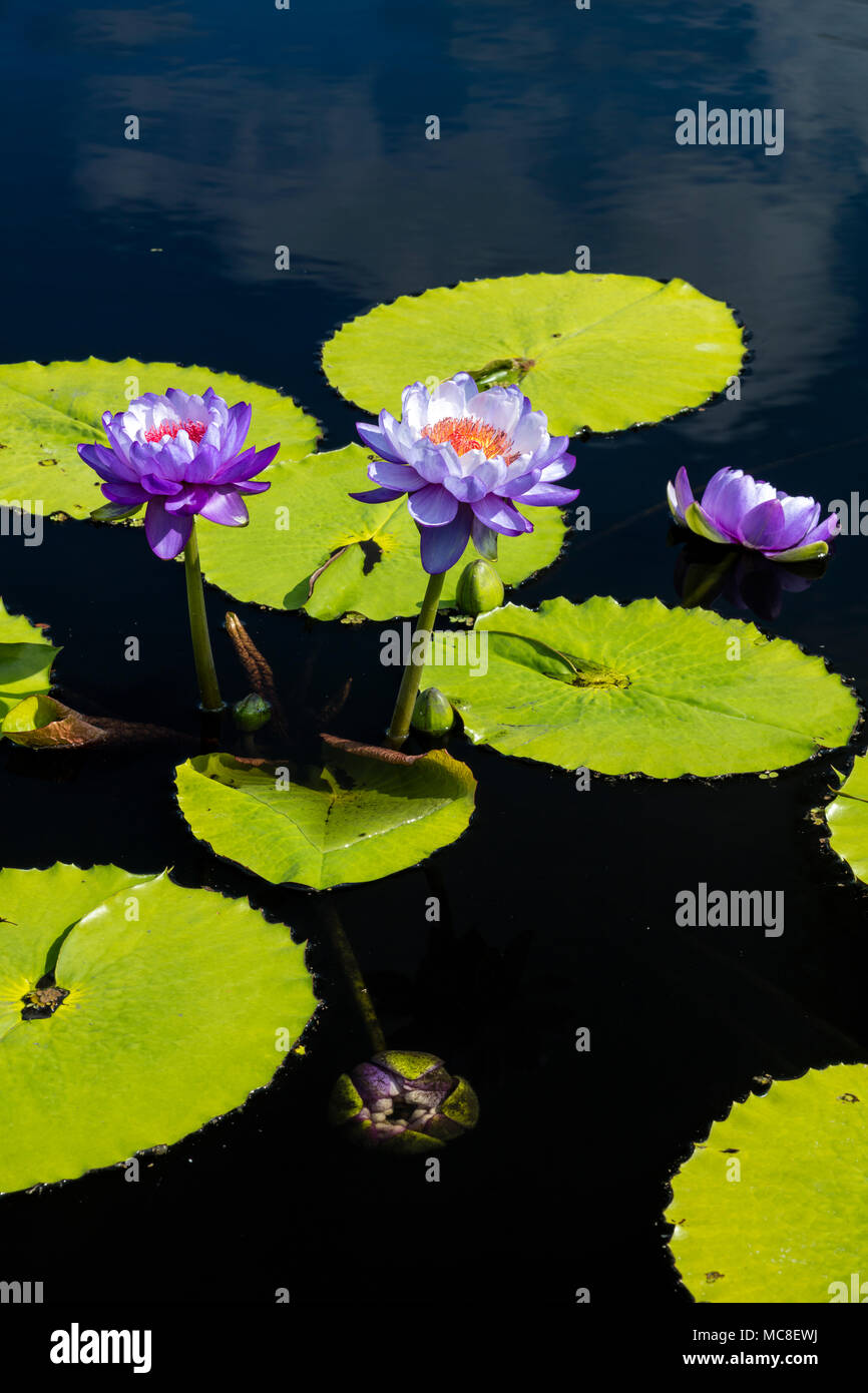 Lily pads pond flowers hi-res stock photography and images - Alamy