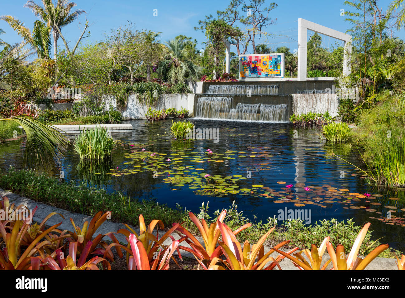 Nymphaeaceae Water Lilies In Pond At Naples Botanical Gardens