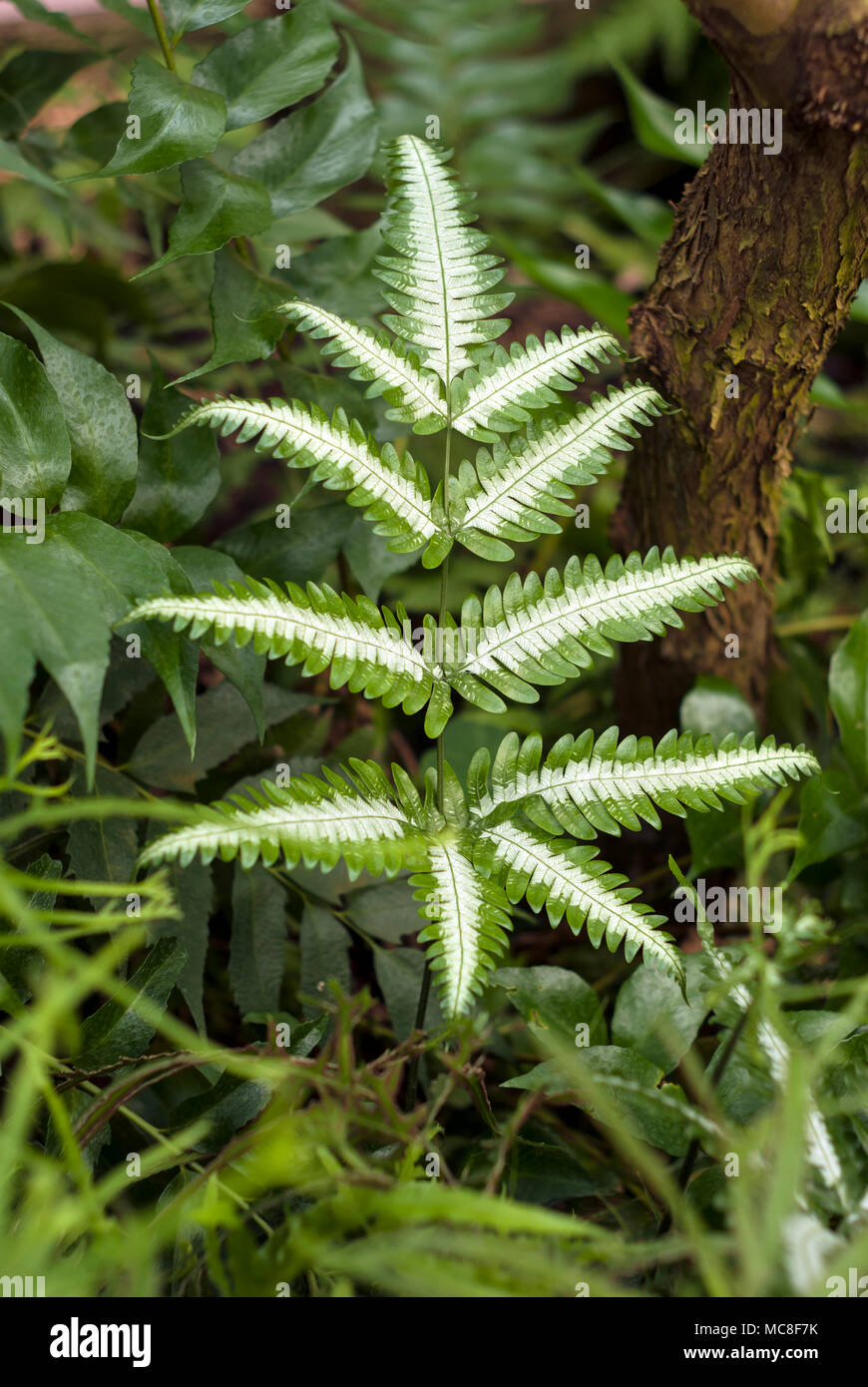 beautiful fern Pteris quadriaurita with a white pattern on the pinnate leaves in the grassy undergrowth Stock Photo