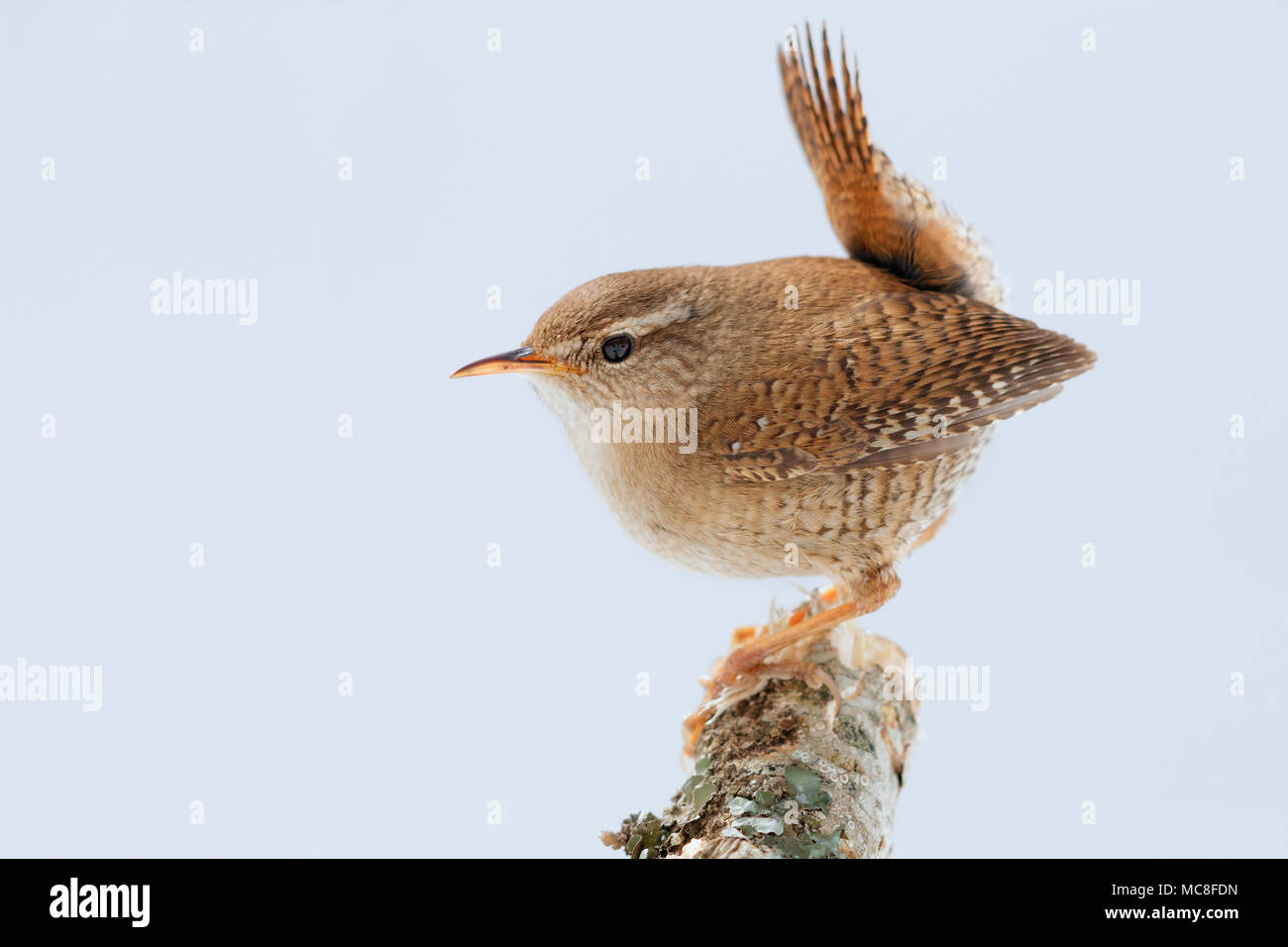 Eurasian Wren (Troglodytes trogolodytes), adult perched on a branch Stock Photo