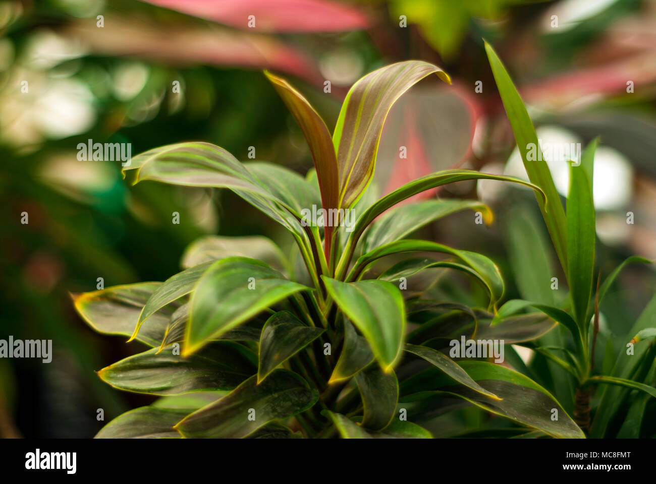 plant variety Cordyline terminalis with colored leaves on a blurred plant background Stock Photo