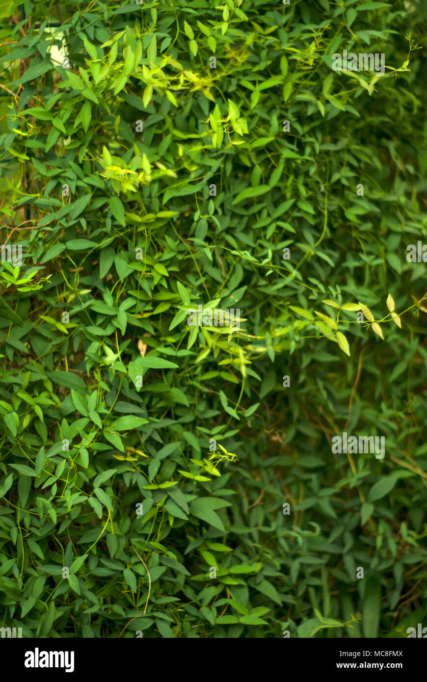 green floral background - wall covered with creeping plant with small leaves Stock Photo