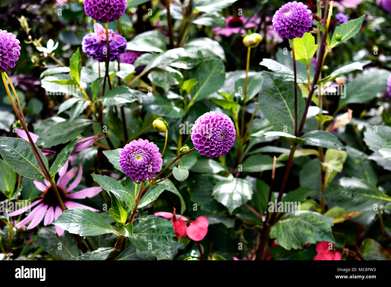 Beautiful green purple leaves hi-res stock photography and images - Alamy